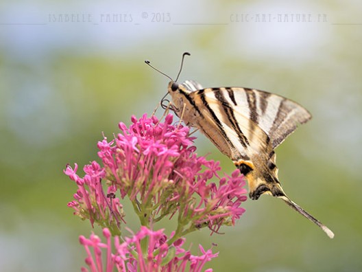 Macrophotographie Photographie Nature Artistique Papillon Flambé