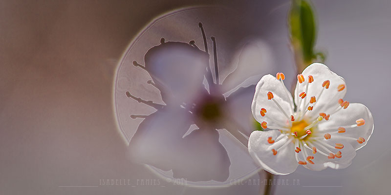 Macrophotographie Photographie Nature Artistique Fleur Prunelier