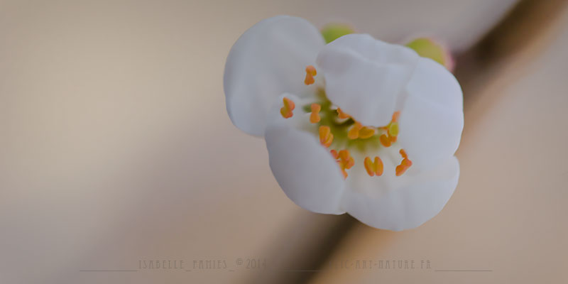 Macrophotographie Photographie Nature Artistique Fleur Prunelier