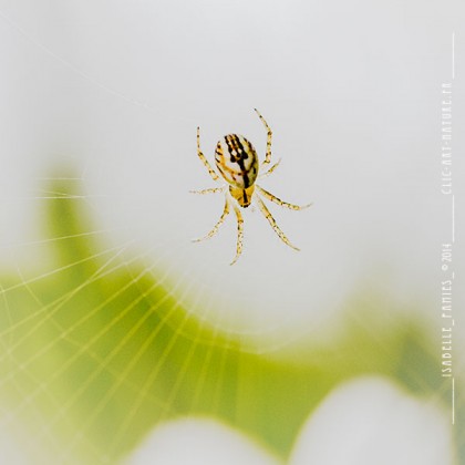 Macrophotographie Photographie Nature Artistique Araignée
