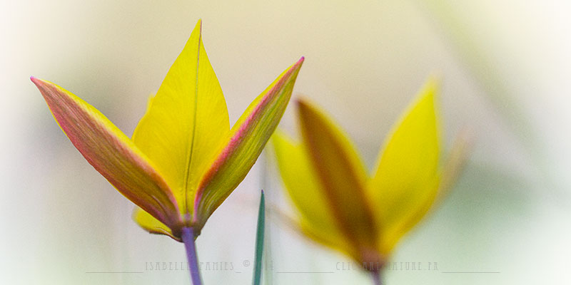 Macrophotographie Photographie Nature Artistique Macrophotographie Macrophotography Tulipe sauvage