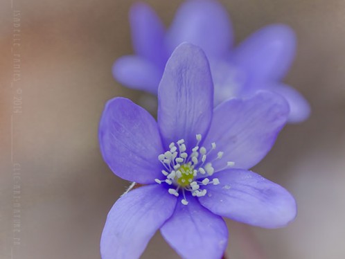 Macrophotographie Photographie Nature Artistique Fleur Hépatique