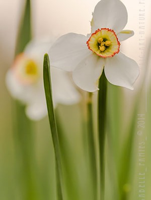Macrophotographie Photographie Nature Artistique Narcisse