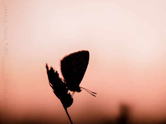 Papillon du soir