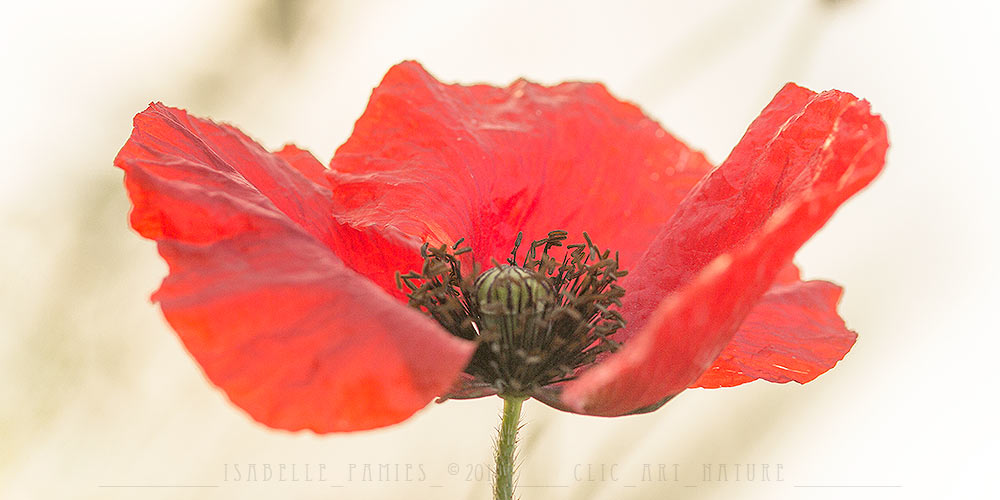 Coquelicot