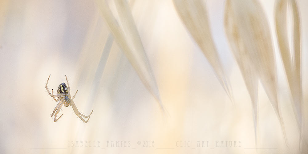 Araignée Macrophotographie Photographie Nature Artistique Macrophotographie Macrophotography