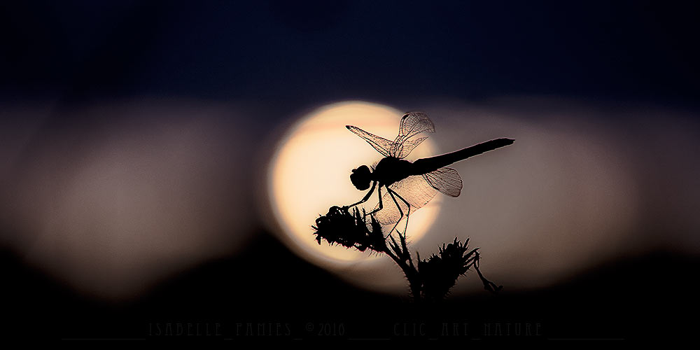 Macrophotographie Photographie Nature Artistique Macrophotographie Macrophotography