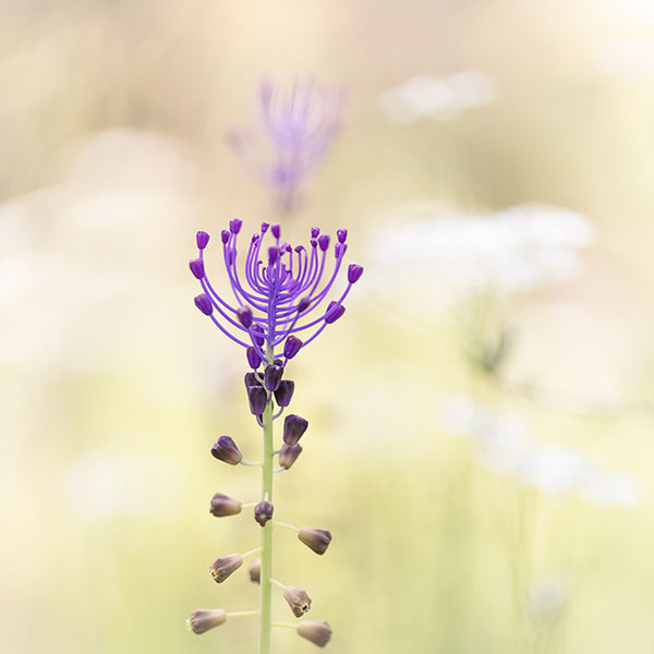 Muscari à toupet