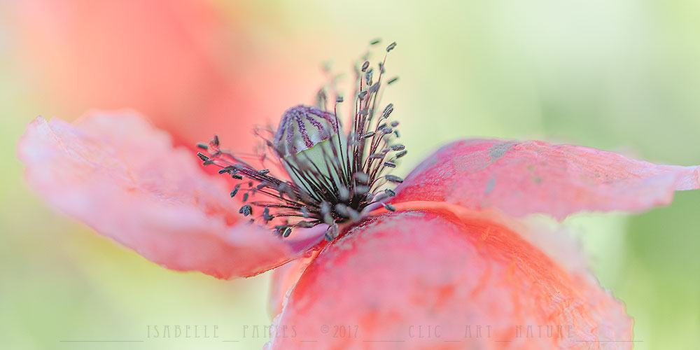 Coquelicot